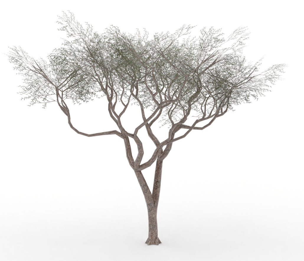 acacia.treeit.2025-09-28_16-55-45.png