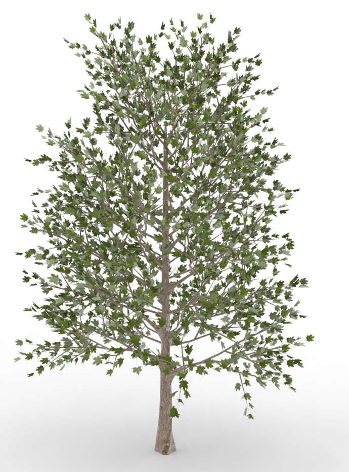 maple.treeit.2025-09-28_16-28-43.png